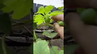 Picking fresh slipper gourd #barela#organicvegetables