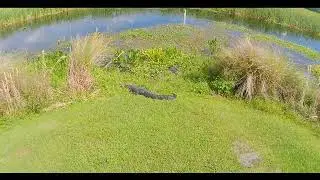 Sweetwater Wetlands, Gainesville Florida (Hiking With ALLIGATORS!!!)