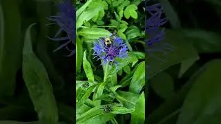 Mountain Bluet