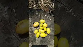 Кизил на 6 сотокф от