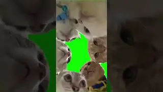 Cats whispering Green Screen Meme