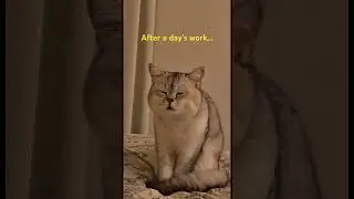 #cute #funny #cat