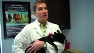 Puppy Dog Rabies Shots (Brookfield IL 60513,  La Grange Park, Lyons, Riverside)
