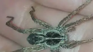 Tigrosa Helluo Grooming