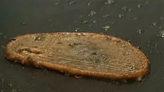 Is America Ready For Fake 3D Printed Steaks?