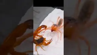 Camel spider vs Scorpion #shorts