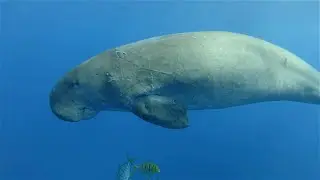 Dugongs: More Than Just a Sea Cow - 5 Intriguing Facts
