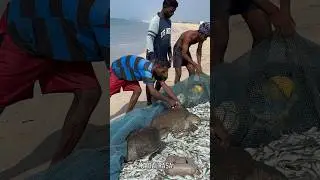 😱 வலையில் சிக்கிய ஆமைகள்&hellip; மீனவர்களின் மனிதநேயம் வைரல்! 🐢🔥#TurtleRescue 🐢 #FishermenHeroes 👏