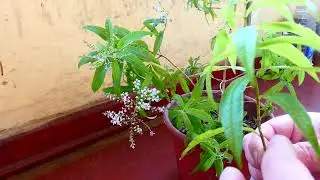 Mi planta de Cedrón, haciéndole un esqueje a una Tía.