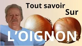L’OIGNON : le légume qui soigne, parfume et fait pleurer !