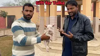 Gabar Talha Ghouri ko Gift kar rahy 🎁 Talha Ghouri ko Gultair Puppy Dy Dyna 🐶 Pets Lover in Punjab 