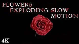 Flowers exploding - 4K SlowMotion