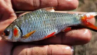 Peaceful Lake Fishing Video | Calm Water & Scenic Views &ndash; Stress Relief with Nature sound