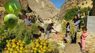 Nomadic life in the Khersan Valley🏞🌊 | The secret of picking natural pomegranate and lemon fruits🍇🫒
