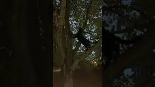 Astro possessed