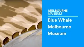 Blue Whale at Melbourne Museum