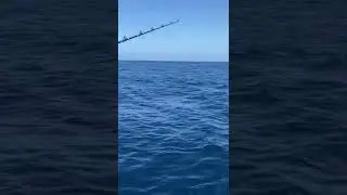 How fast can you catch a tuna on a popper?  Very FAST!!