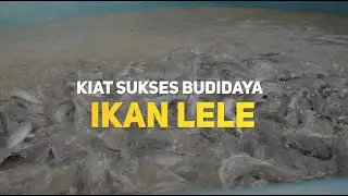 Kiat Sukses Budidaya Ikan Lele Sistem Boster