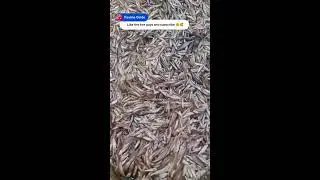 Pauline oside is live!frying silver cyprinid/omena/ ASMR