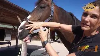 Cómo dar los suplementos en Jeringa a nuestro Caballo