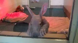 Baby Aardvark at Jambo Junction at Busch Gardens