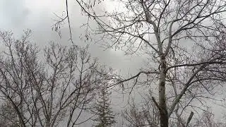 Wind Through Bare Trees | Real Garden Wind Sounds for Sleep & Focus (1 Hour)