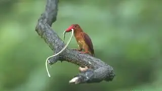Ruddy Kingfisher (Halcyon coromanda) Life cycle