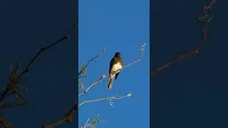 The call of a Black Phoebe 🫶🏻 #blackphoebe #phoebe #arizona #arizonabirds #riparian