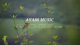 A Quiet Day with Birds Singing And Light Wind In The Green Forest - Bird Sound