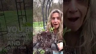 How To Plant Peas