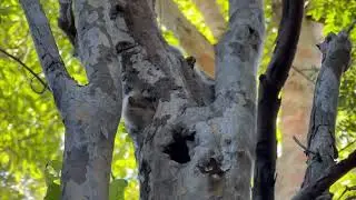 Madagascar: Kirindy - red tailed sportiv lemur asleep in a tree hollow