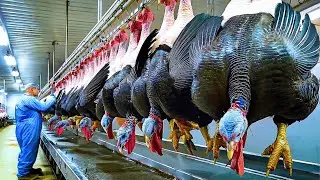 How Millions of Turkeys Are Grown and Processed For Meat &ndash; Modern Turkey Farming Technology