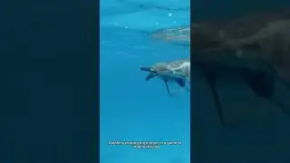 #Dolphin  #Fish #playing #sea  United Trends Network