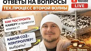 Вторая волна шампиньонов: что делать, чтобы не потерять урожай