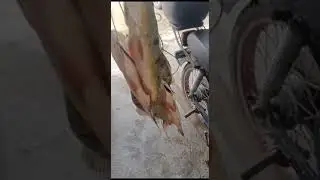 HUJAN MANCING BRO