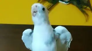 Cute Cockatiel Wolf Whistles #birds #singing #cockatiel #cute #animals #talent #entertaiment #shiro