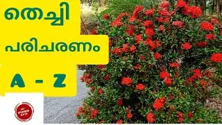 തെച്ചി-ചെത്തി-തെറ്റി പരിചരണം/ ixora plant care malayalam/My splendid days/plant care series/new2022