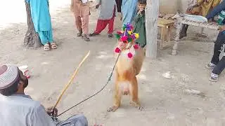 Monkey Show