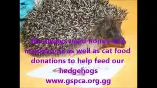 Herding Hedgehogs - How many Hedgehogs at the GSPCA Animal Shelter in Guernsey to start 2013?