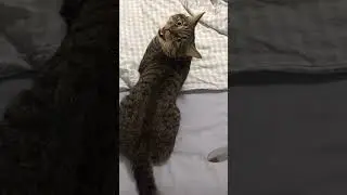 Woman Uses Fake Knife on Cat
