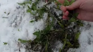 Сбор одуванчиков зимой. Для агам.