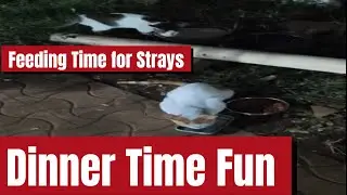 Stray Cat Whisperer 😻 | Feeding My Community Cats | Heartwarming Global Cat Moments