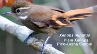 Plain Xenops