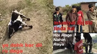 Fun with purpose respectful farewell to a cow🥺🙏!   