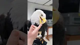 Наши белоголовые орланы добрее, чем можно было бы ожидать! #фактыоживотных #нежные #фактыобалдегле