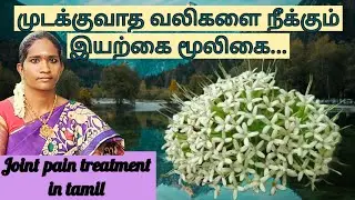 முடக்குவாத வலிகளை நீக்கும் இயற்கை மூலிகை | joint pain treatment in tamil...