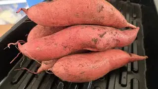 Starting Sweet Potato Slips at Home