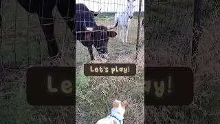 From Concrete to Country: City Dogs Discover Rural Life