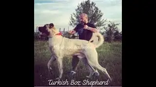 TALLEST DOG OF THE WORLD MINIK! 100+CM 100 KG TURKİSH BOZ SHEPHERD DOG.BREED BY BOZKENNEL