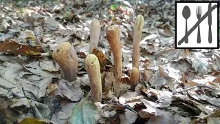 Buławka pałeczkowata&nbsp;(Clavariadelphus pistillaris)